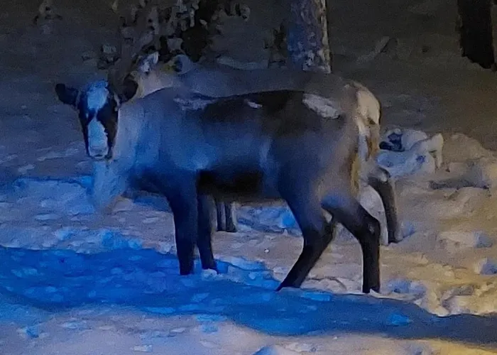 아파트 Sunshine 로바니에미